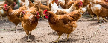 Influenza aviaire : protection des élevages